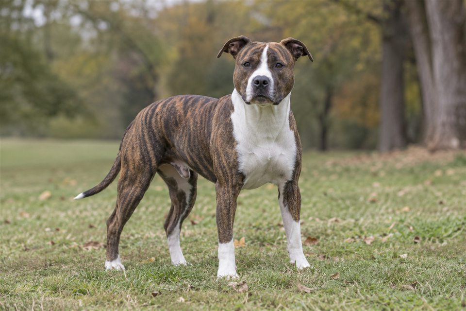 American Staffordshire Terrier im Grünen.