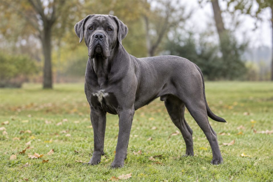 Cane Corso im Grünen.