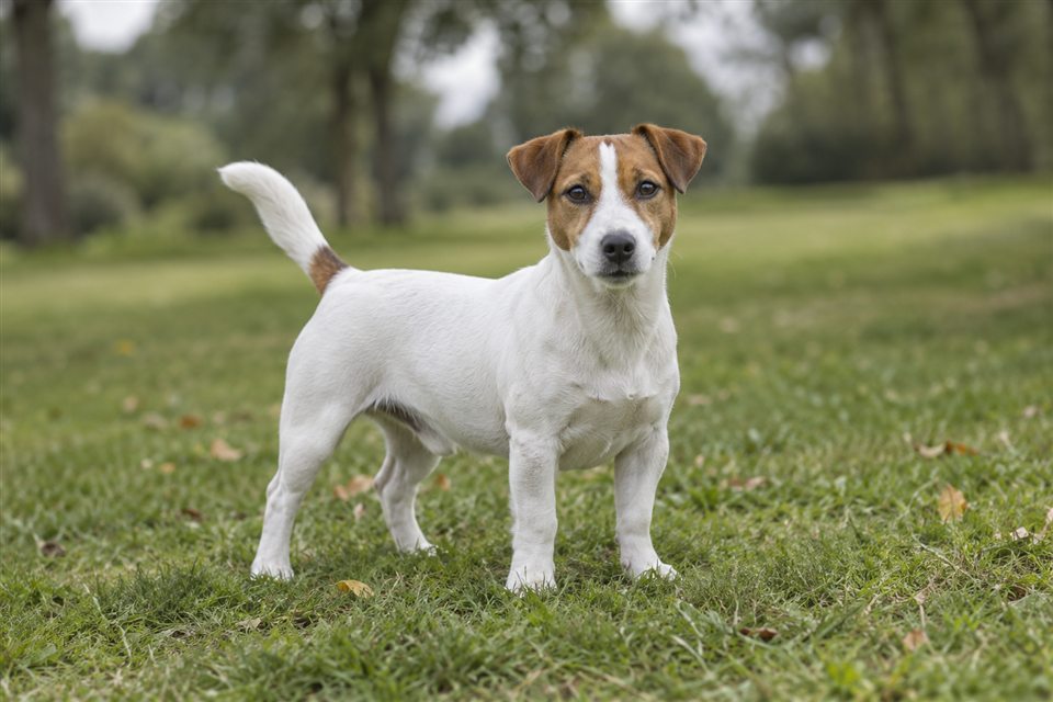Jack Russell Terrier im Grünen.