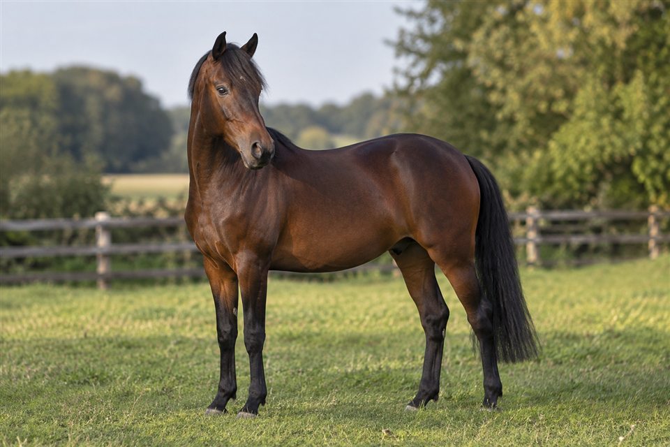 Deutsches Reitpony auf einer Weide.