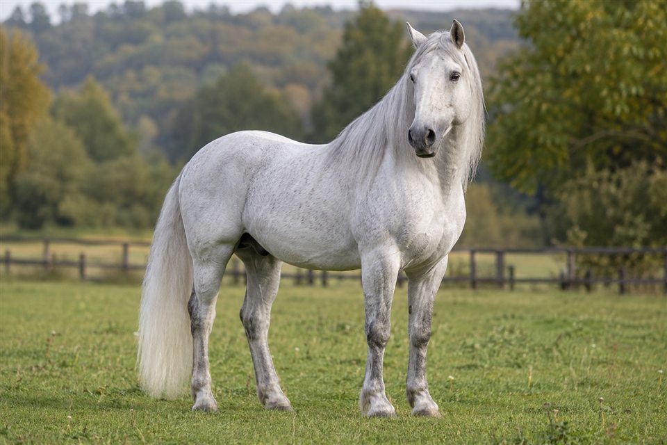 Lipizzaner auf einer Weide.