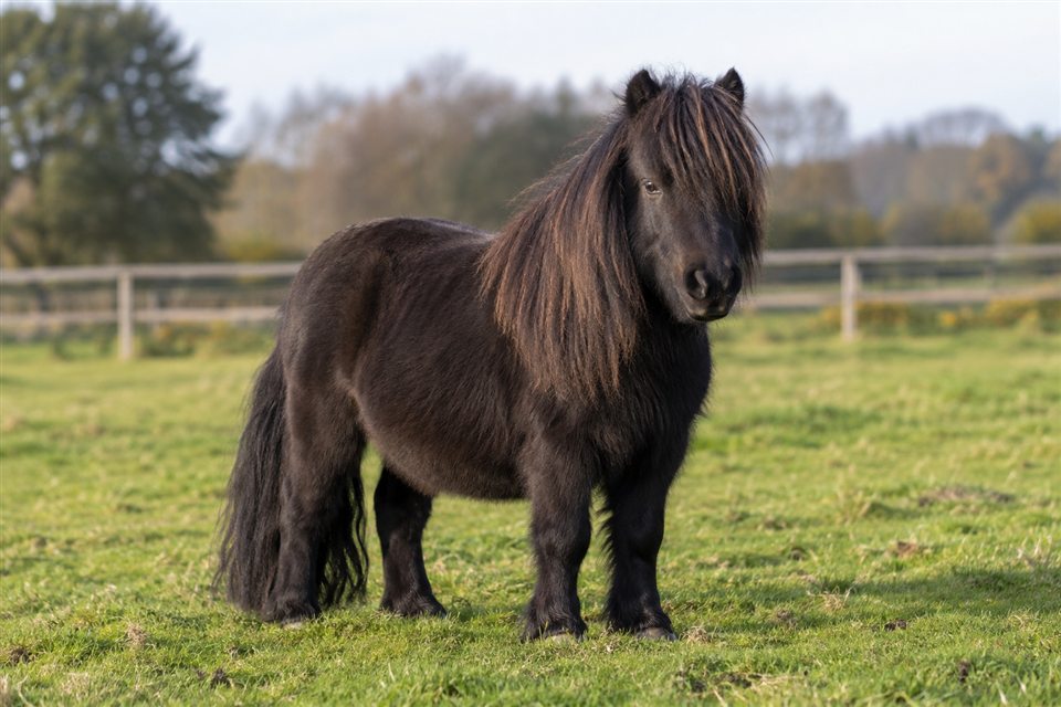 Shetlandpony auf einer Weide.