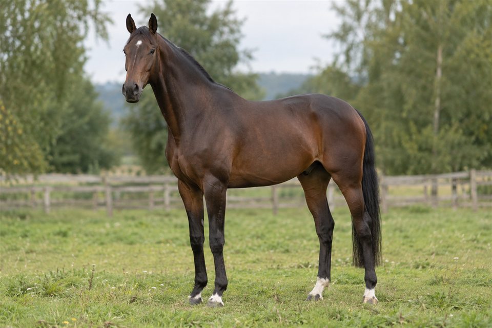 Trakehner auf einer Weide.